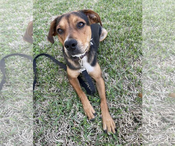 Medium Photo #7 German Shepherd Dog-Unknown Mix Puppy For Sale in The Woodlands, TX, USA