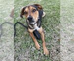 Small #6 German Shepherd Dog Mix