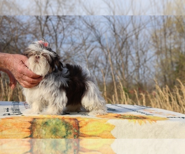Medium Photo #1 Shih Tzu Puppy For Sale in DYERSBURG, TN, USA