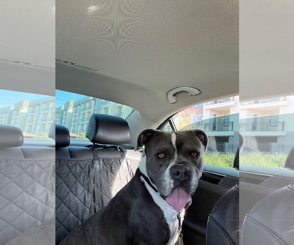 Medium Photo #8 American Staffordshire Terrier-Unknown Mix Puppy For Sale in phoenix, AZ, USA