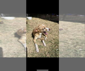 Guera - Female Chihuahua Dog for Adoption - Photo #3
