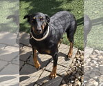 Small #6 Doberman Pinscher