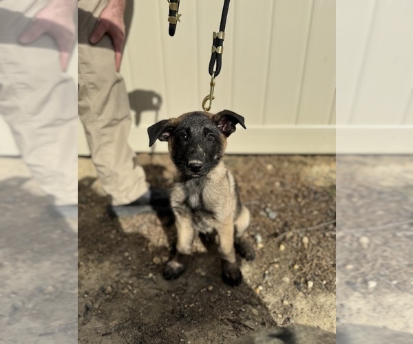 Medium Photo #1 German Malinois Puppy For Sale in FREDERICKSBURG, VA, USA