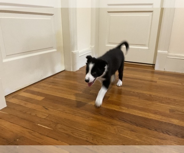 Medium Photo #6 Border Collie Puppy For Sale in KANSAS CITY, MO, USA