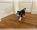 Small #5 Border Collie