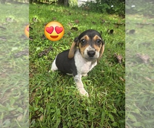 Beagle Puppy for sale in SYLVA, NC, USA