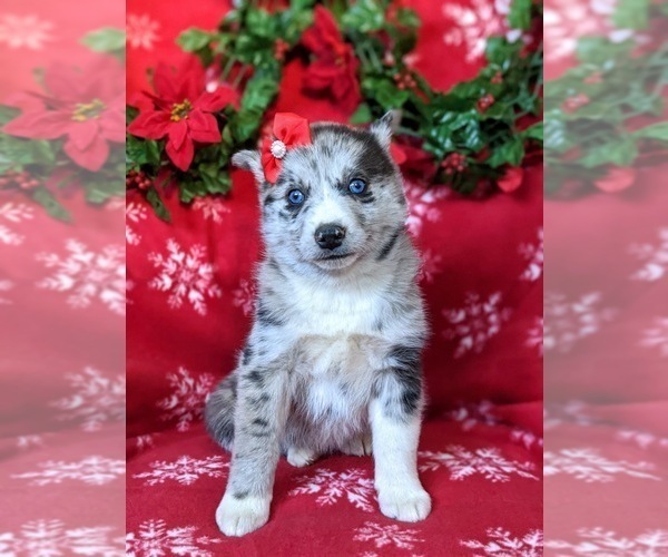 Medium Photo #5 Pomsky Puppy For Sale in EPHRATA, PA, USA