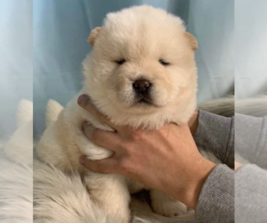 Chow Chow Puppy for sale in ALHAMBRA, CA, USA