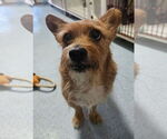 Small #1 Mutt