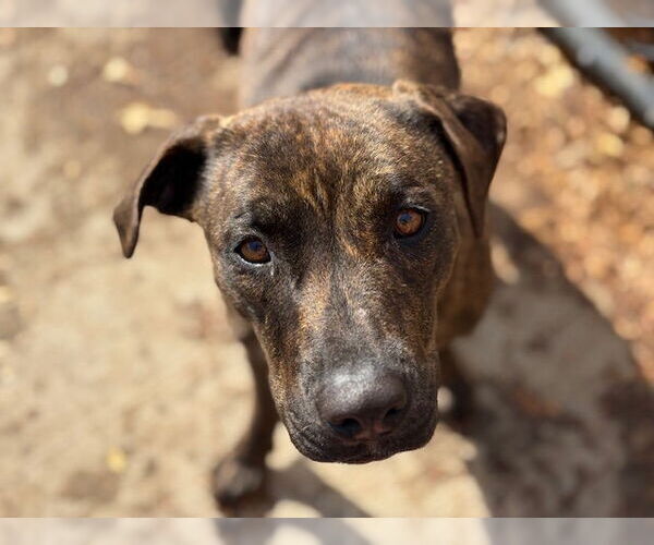 Medium Photo #1 Mutt Puppy For Sale in Tulsa, OK, USA