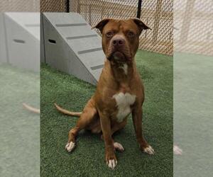 Mutt Dogs for adoption in Norco, CA, USA