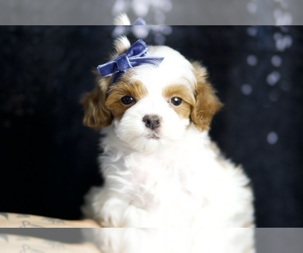 Medium Photo #9 Maltipoo Puppy For Sale in WARSAW, IN, USA