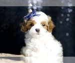 Small #8 Maltipoo