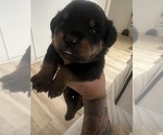 Small #4 Rottweiler