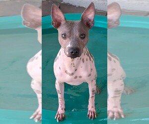 Father of the American Hairless Terrier puppies born on 06/02/2025