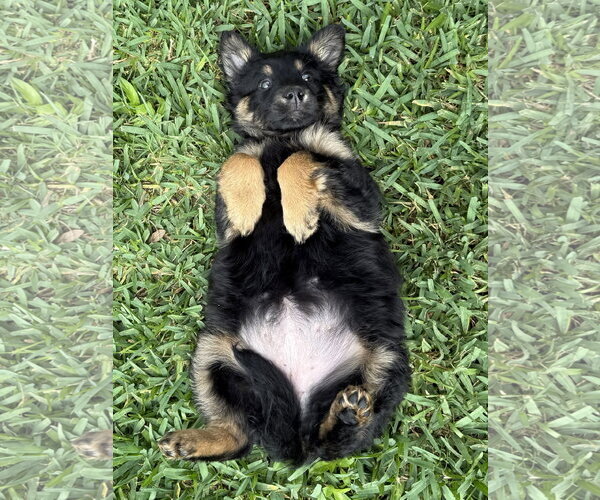 Medium Photo #2 Mutt Puppy For Sale in The Woodlands, TX, USA
