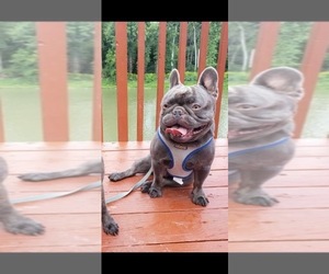 Father of the French Bulldog puppies born on 07/17/2024