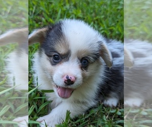 American Corgi Puppy for sale in FLOYDS KNOBS, IN, USA
