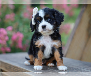 Cavalier King Charles Spaniel-Cavapoo Mix Puppy for sale in LIBERTY, KY, USA