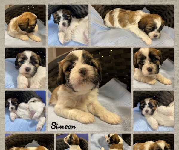 Medium Photo #1 Zuchon Puppy For Sale in HOHENWALD, TN, USA