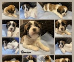 Small Photo #1 Zuchon Puppy For Sale in HOHENWALD, TN, USA
