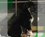 Small Photo #6 Australian Shepherd Puppy For Sale in MERCER, WI, USA
