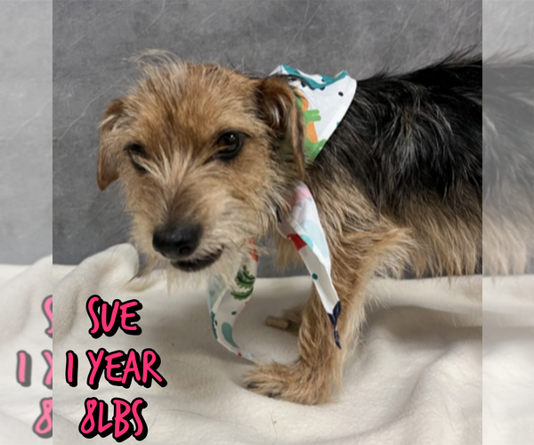 Medium Photo #1 Mutt Puppy For Sale in Woodbury, NY, USA