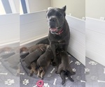 Small #4 Cane Corso