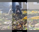 Small Photo #11 American Bully Puppy For Sale in TEXARKANA, TX, USA