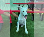 Small #1 Shepradors