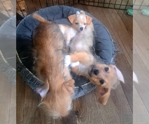 Chiweenie-Poodle (Toy) Mix Puppy for sale in DECATUR, GA, USA