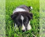 Small #8 Border Collie