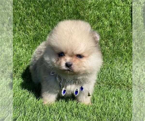 Medium Photo #4 Pomeranian Puppy For Sale in TAMPA, FL, USA