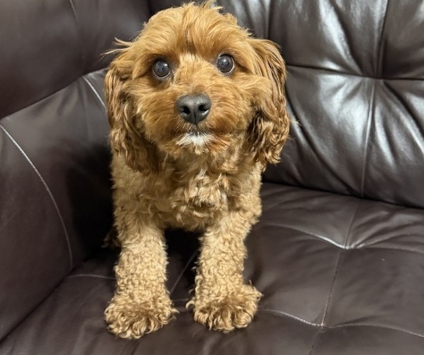 Medium Photo #1 Goldendoodle (Miniature) Puppy For Sale in HOLLY SPRINGS, MS, USA
