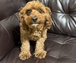 Small Photo #1 Goldendoodle (Miniature) Puppy For Sale in HOLLY SPRINGS, MS, USA