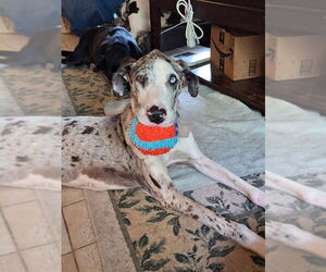 Great Dane Dogs for adoption in Bullard, TX, USA