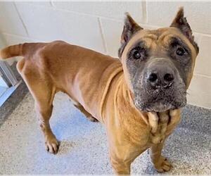 Mastiff-Unknown Mix Dogs for adoption in Houston, TX, USA