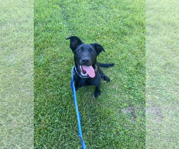Medium Photo #5 Mutt Puppy For Sale in Pottstown, PA, USA
