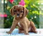 Small Cavalier King Charles Spaniel