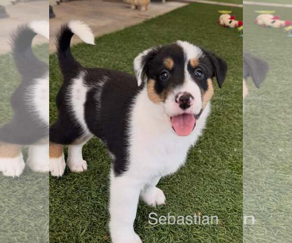 Medium Photo #1 Australian Shepherd-Jack Russell Terrier Mix Puppy For Sale in Cave Creek, AZ, USA