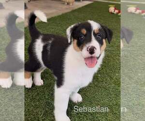 Australian Shepherd-Jack Russell Terrier Mix Dogs for adoption in Cave Creek, AZ, USA