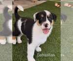 Sebastian - Male Australian Shepherd-Jack Russell Terrier Mix Dog for Adoption - Small photo