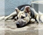 Small #18 Labrador Retriever Mix