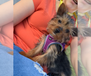 Yorkshire Terrier Puppy for sale in DADE CITY, FL, USA