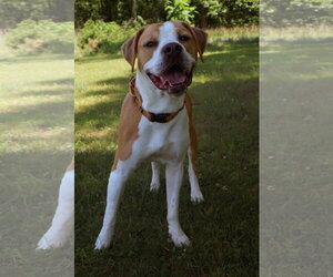 Boxer-Unknown Mix Dogs for adoption in Rustburg, VA, USA