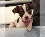 Small #4 Chihuahua Mix