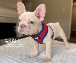 French Bulldog Puppy for sale in POWDER SPRINGS, GA, USA