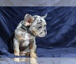 Small Photo #3 French Bulldog Puppy For Sale in GALENA, NV, USA