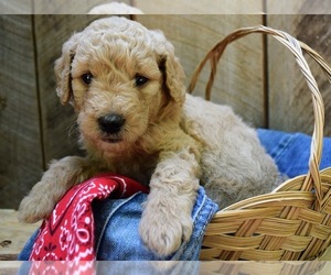 Goldendoodle (Miniature) Puppy for sale in SAVANNAH, TN, USA