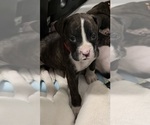 Small Photo #6 Boxer Puppy For Sale in DISPUTANTA, VA, USA